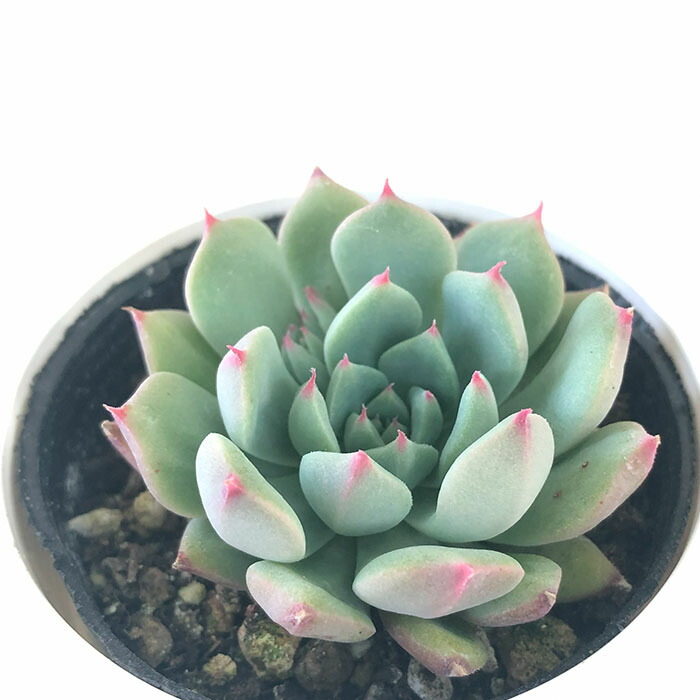 グレーとピンクの多肉植物*6 6cm鉢 ピンクザラゴーサ 抜き苗 多肉植物 - メルカリ