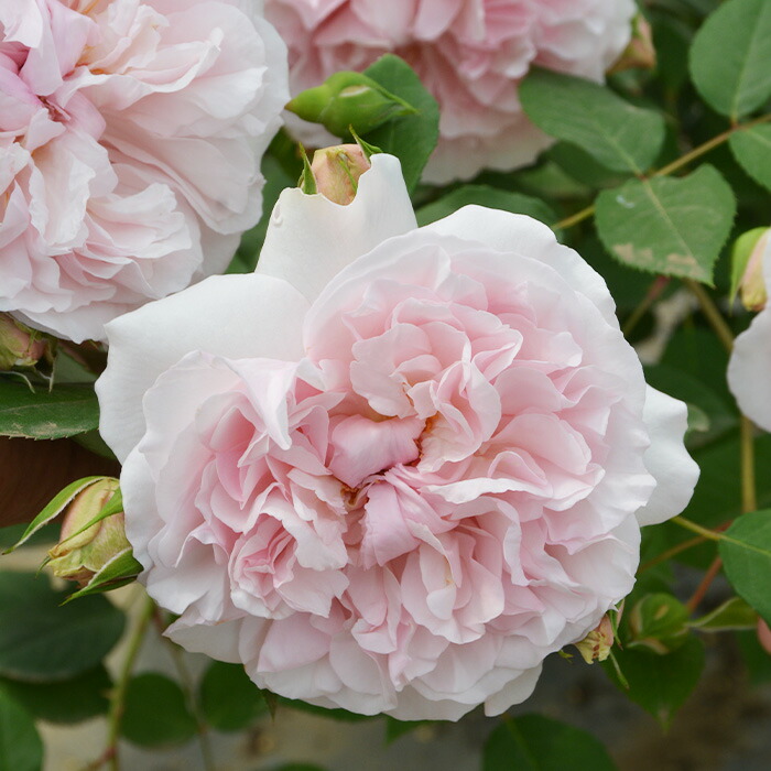 大慈　タペストリー　39本　バラ売りのみ 大慈 タペストリー 39本 バラ売り要検討 大洗観光協会×ガールズ