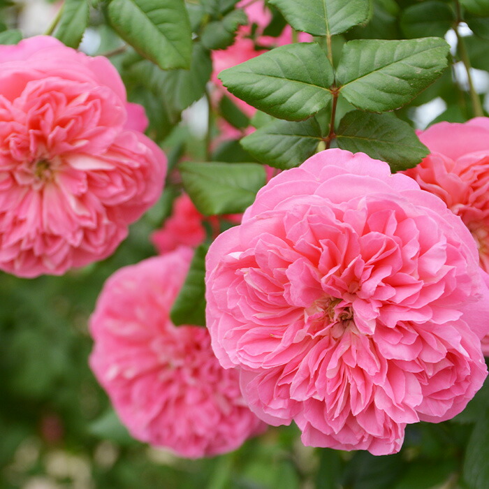 楽天市場】予約販売 バラ苗 バラ大苗 ロサ オリエンティス ルクソール