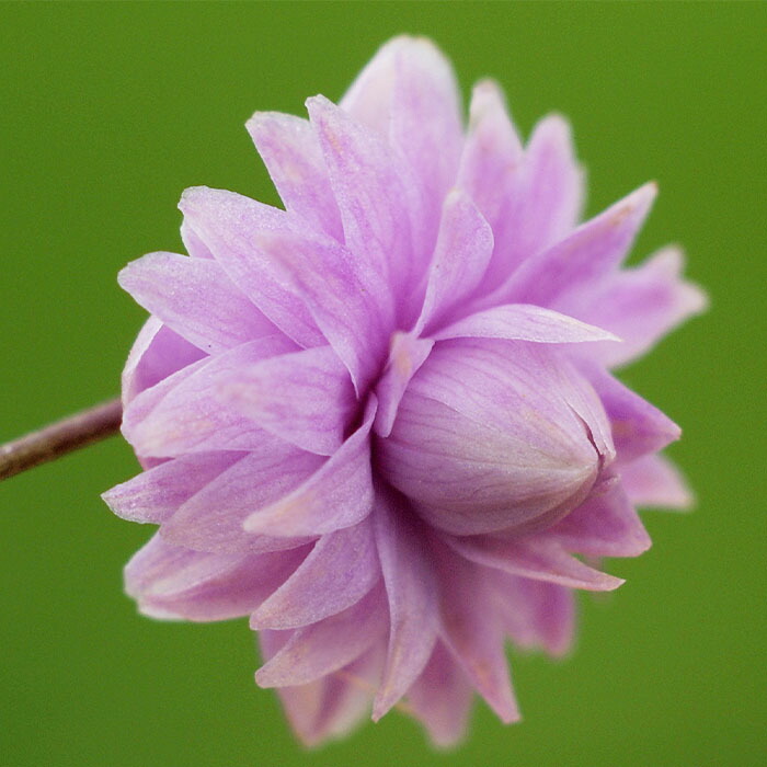 銅葉プチダリア　　ピーチラバーズ②ポット苗木村園芸　特定記録付き発送 楽天市場】予約販売 ダリア 苗 銅葉ぷちダリア ピーチラバーズ 10.5cm