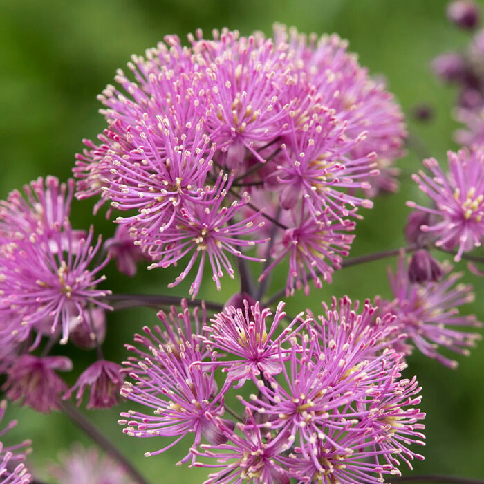 楽天市場】予約販売 ダリア 苗 銅葉ぷちダリア フレディー 10.5cm