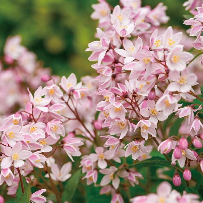 楽天市場】予約販売 もみじ 紅鴫立沢 12cmポット 接木苗 紅葉 モミジ