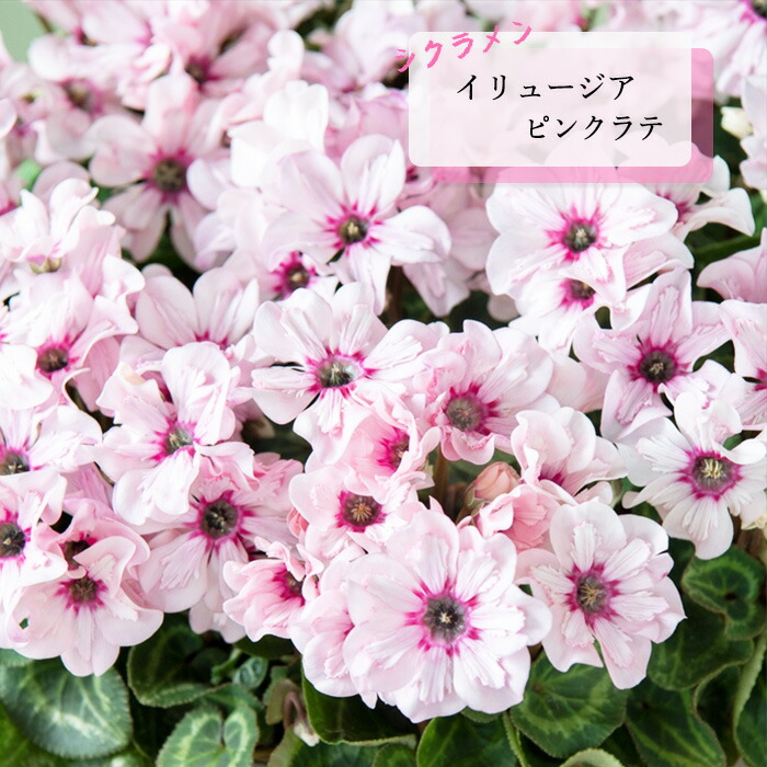 MasaBlackStudioシャクヤク 27311_1.jpg