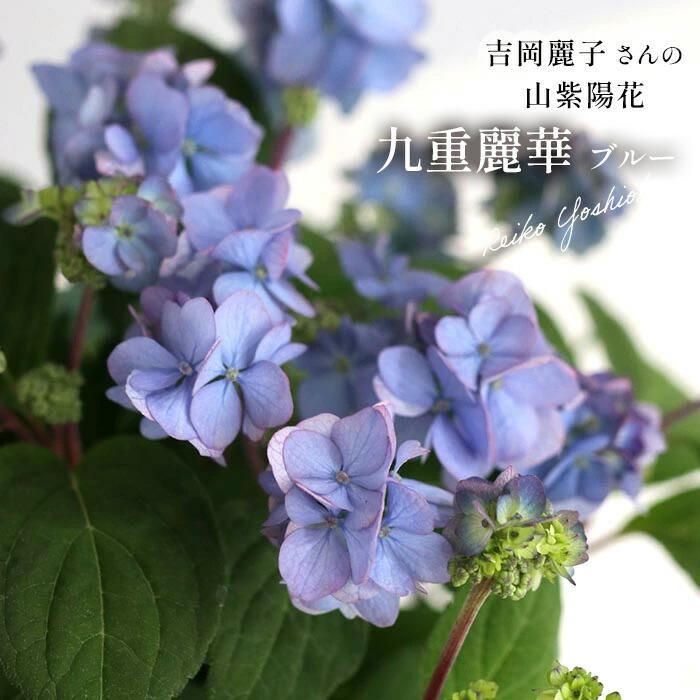 楽天市場】予約販売 山アジサイ 夜明け前 9cmポット 苗 花苗