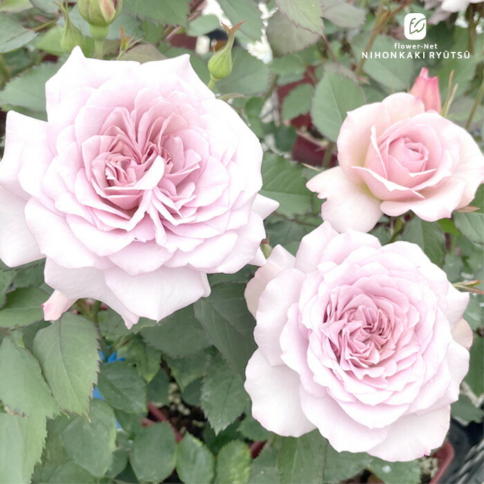 楽天市場】【まもなく締め切り】 予約販売 バラ 苗 バラ 新苗 京阪園芸