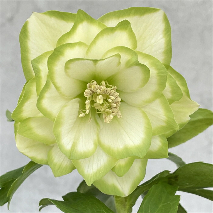 楽天市場】クリスマスローズ 八重咲 利休系グリーンリップ ダブル 4号