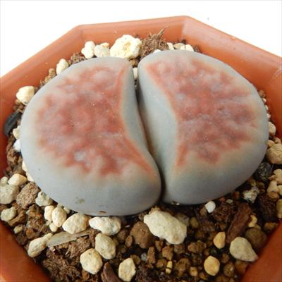 専用❤️速達付き同梱-200円多肉植物　リトープス　朝貢玉 鉢のまま labicats_verruculosa