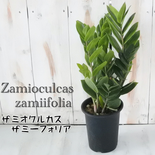 楽天市場】観葉植物 ホヤ カルノーサ クリンクルエイト 10.5cm