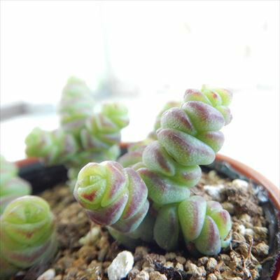 楽天市場】多肉植物 hmセダム クライギー 多肉植物 セダム 6cmポット