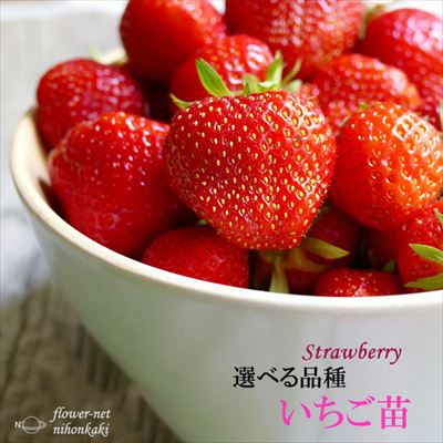 楽天市場】【いちご苗】栃乙女（とちおとめ） 3号ポット : 産直花だん屋