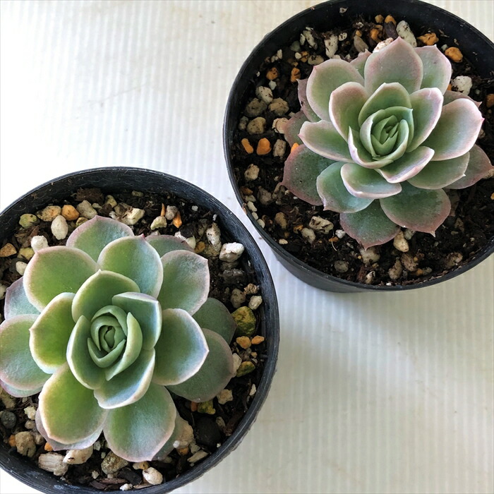 楽天市場 多肉植物 Skエケベリア ピンクネーション シムランス ラズベリーアイス 多肉植物 エケベリア 7 5cmポット フラワーネット 日本花キ流通