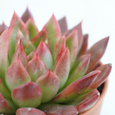 楽天市場】多肉植物 oriミックスベリア No.027 ラズベリー