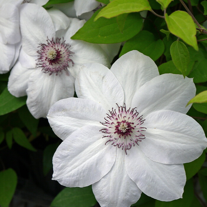 楽天市場】予約販売 クレマチス 苗 マダムバロンベイヤール ジャック