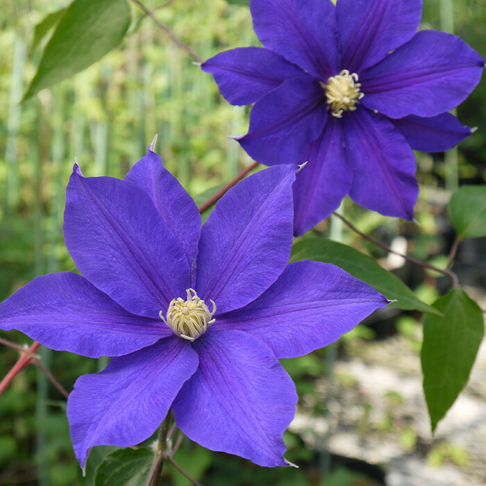 楽天市場】予約販売 クレマチス 苗 マダムバロンベイヤール ジャック