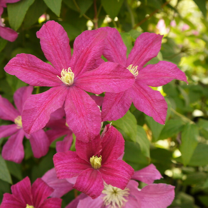 楽天市場】予約販売 クレマチス 苗 マダムバロンベイヤール ジャック