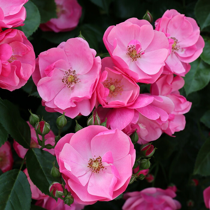 楽天市場】予約販売 バラ苗 バラ大苗 つるバラ バタースコッチ