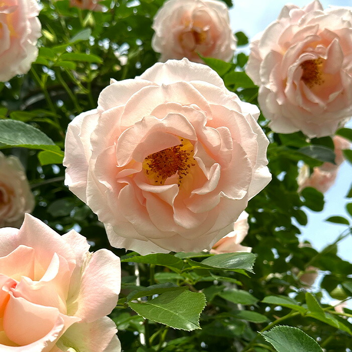 Para…..Beach バラ苗 Para…..Beach バラ苗 バラ苗【6号新苗】シーシェルアイズ 国産苗 6号