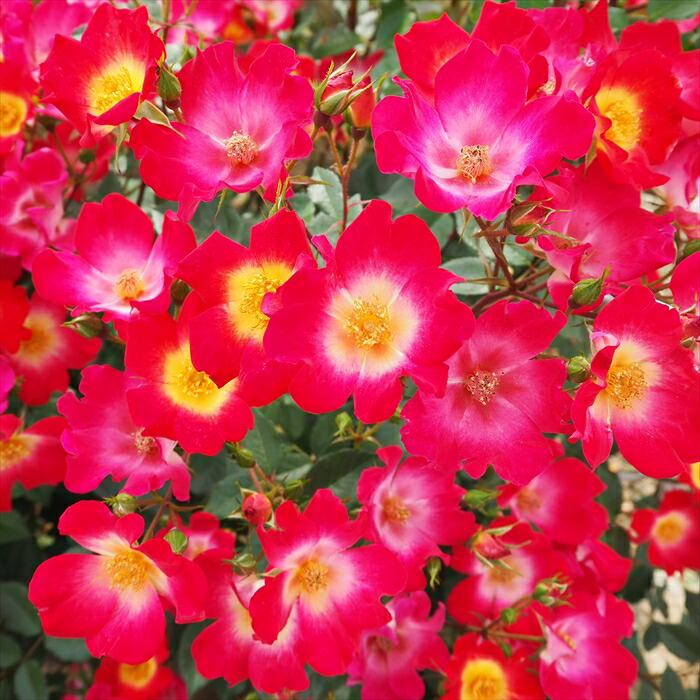 ♡KIRA様♡ご予約　バラ苗 楽天市場】【まもなく締め切り】 予約販売 バラ 苗 バラ 新苗