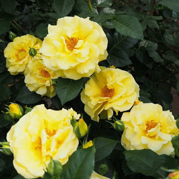 ドイリー1181❤️オレンジつる薔薇のメドレー✨大きめ36cm ドイリー1181❤️オレンジつる薔薇のメドレー✨大きめ36cm