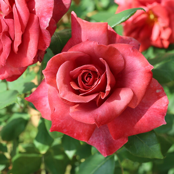 バラ苗 楽天市場】バラ苗【中苗】さくらこ 国産苗 6号鉢植え品［契約品種