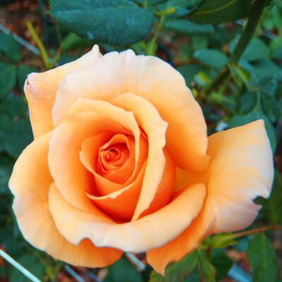 烏山バラ 里山のバラ園 - 那須烏山市の植物園・花・樹木｜栃ナビ！