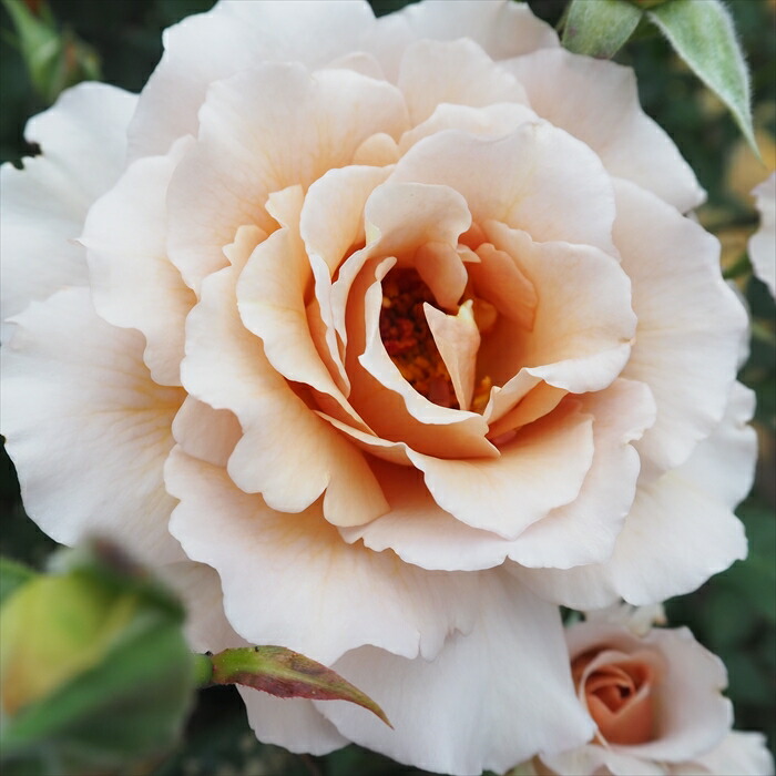 楽天市場 予約販売 バラ大苗 ジュリア つるバラ 返り咲き 薔薇 バラ バラ苗 Troe フラワーネット 日本花キ流通