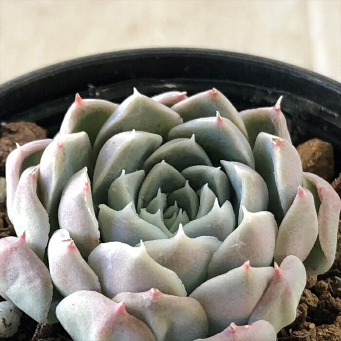 多肉植物　桃太郎　6cmポット 多肉植物桃太郎6cmポットウイングフォイルNaish Wing Surfer ADX 7.0