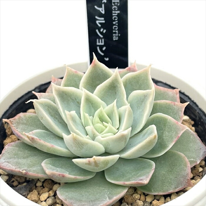 大株 優木園 熟成株 黒札付き デカベリア⭐️木染月⭐️