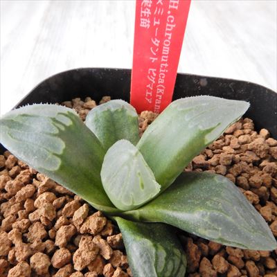 メーカー包装済 多肉植物niハオルチア H Chromutica Kransrivermond N3 ミュータントピグマエア実生苗多肉植物カクタスニシさん苗ハオルチア1010 01現品販売7 5cmポット フラワーネット 日本花キ流通 Www Skyluxeroofing Com