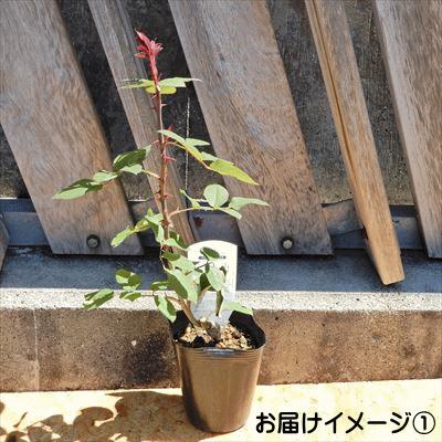 楽天市場 予約販売 バラ新苗 ノスタルジー 木立性 四季咲き 大輪 薔薇 ばら バラ苗 Tros フラワーネット 日本花キ流通