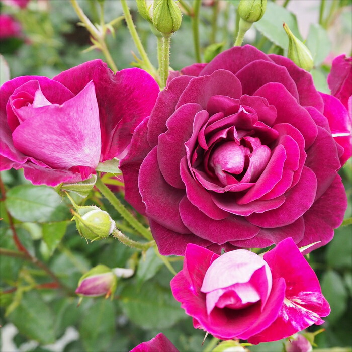 楽天市場】予約販売 バラ 苗 バラ 新苗 中輪 ブライダルレディー 木立