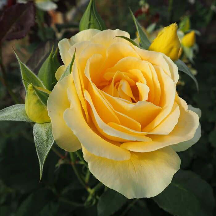 楽天市場】予約販売 バラ苗 バラ大苗 中輪 ハニーブーケ 四季咲き 薔薇