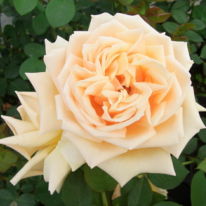 楽天市場】【まもなく締め切り】 予約販売 バラ苗 バラ大苗 大輪