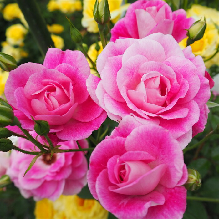 楽天市場】予約販売 バラ 苗 バラ 新苗 中輪 ザンブラ'93 木立性