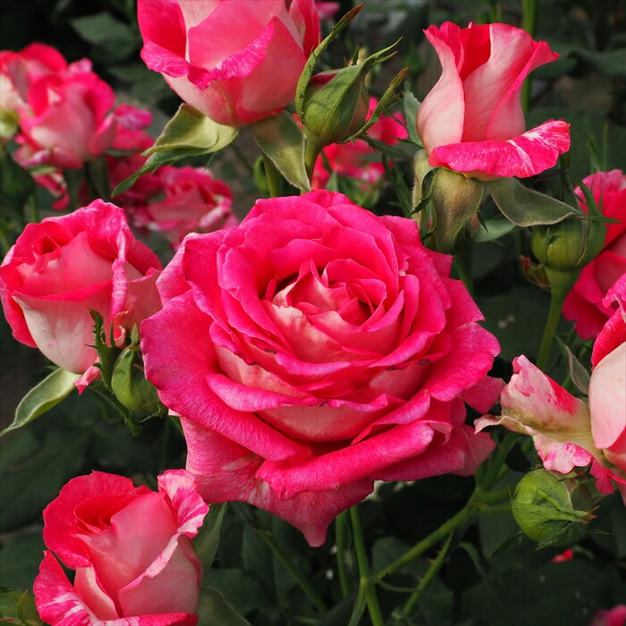 バラ売りにしました！ 完売御礼【バラ予約】 バラ大苗 ダフネ 予約特典付き 【申込期限：2月