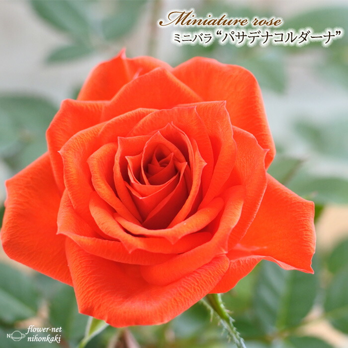 楽天市場】予約販売 ミニバラ カルーセルコルダーナ 登録品種 3号