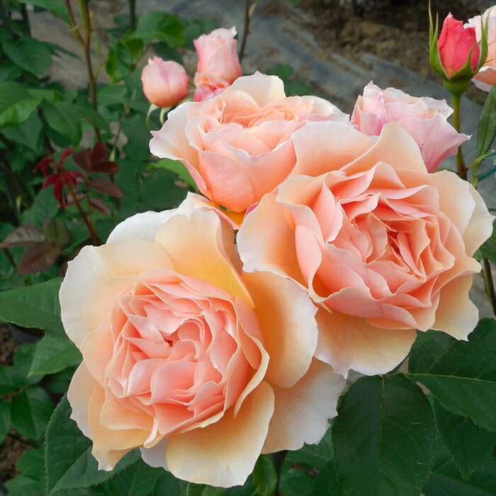 楽天市場】予約販売 バラ苗 バラ大苗 河本バラ園 ローズコロナ