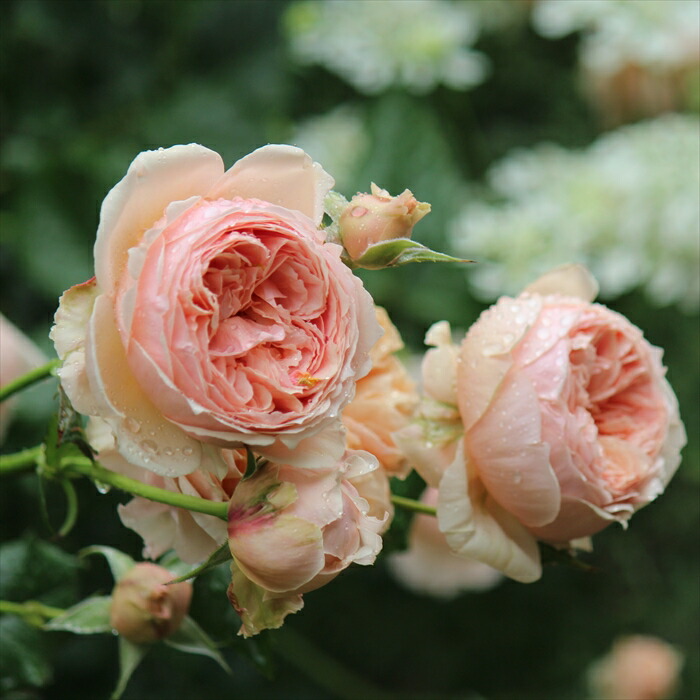 薔薇　バラ 楽天市場】花 ギフト プレゼント 花束 バラ 薔薇 プリザーブド