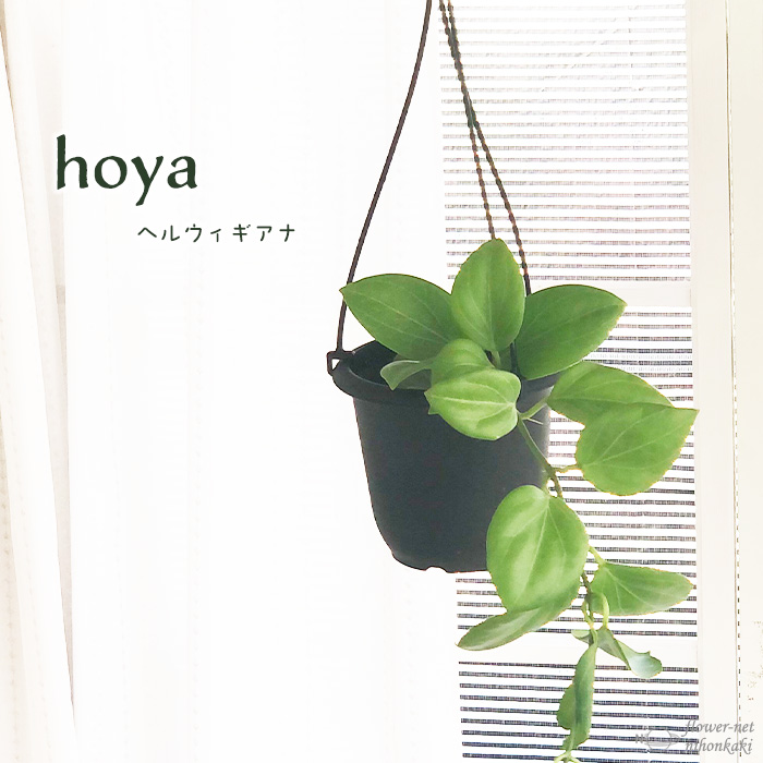 hoya ホヤ フィルラ ロング 4号 株立ち 希少種 Hoya rotundiflora ホヤ ロツンディフォリア 4号