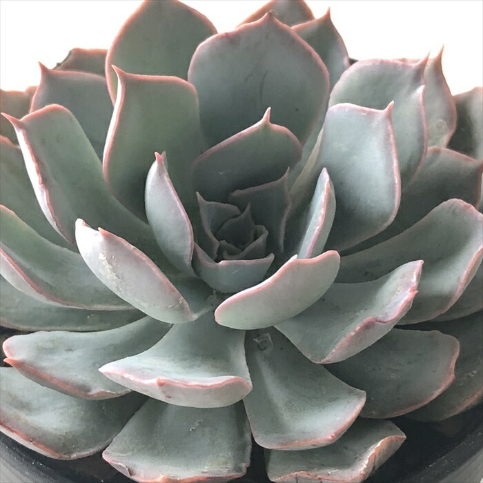 24株 G150-5　多肉植物 エケベリアブルードラゴン　超美苗 サボテン 観葉植物 花 園芸　レア種 多肉植物 hmエケベリア ブルードラゴン 多肉植物 エケベリア