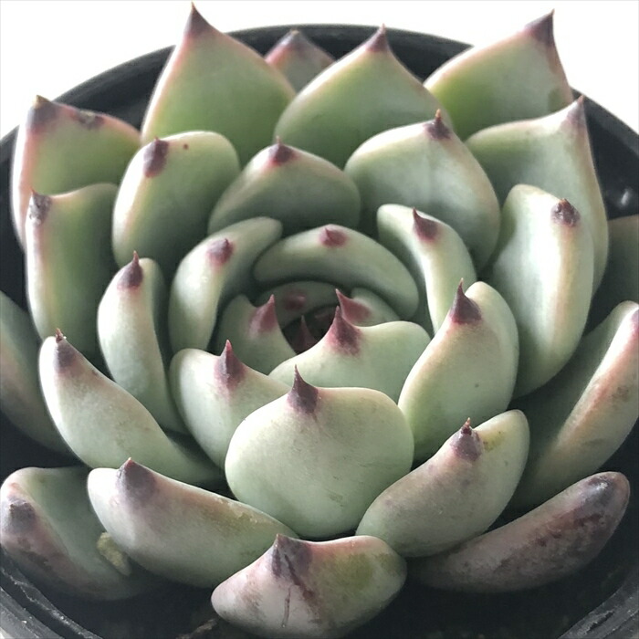 楽天市場】多肉植物 skエケベリア ファイヤーピラー 多肉植物