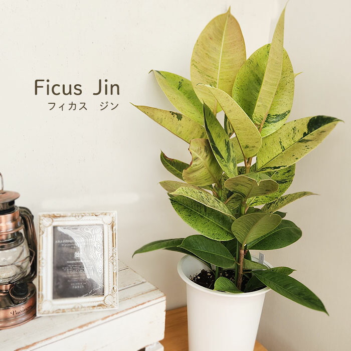 楽天市場】観葉植物 ポトス テルノ No.011 サンシャイン 5号鉢 楽天市場】観葉植物 ポトス テルノ No.011 サンシャイン 5号鉢