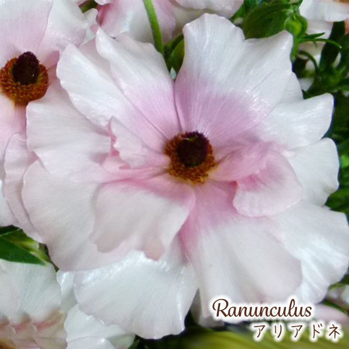 宿根草 ラナンキュラス ラックス『アイオリア』１苗 土を落とさずポット苗で発送♪ 宿根草 ラナンキュラス ラックス『アイオリア』1苗 土を落とさ