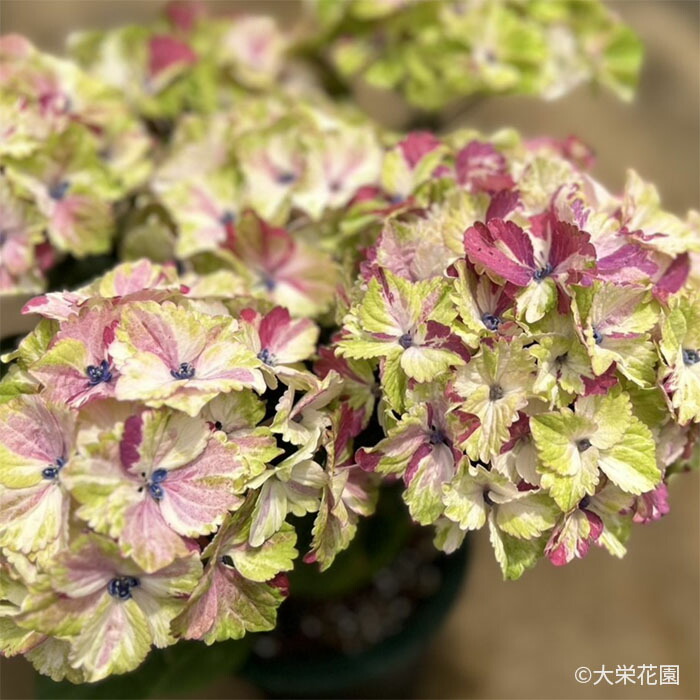 楽天市場】予約販売 アジサイ クレイジーテンシアブルー 10.5cm