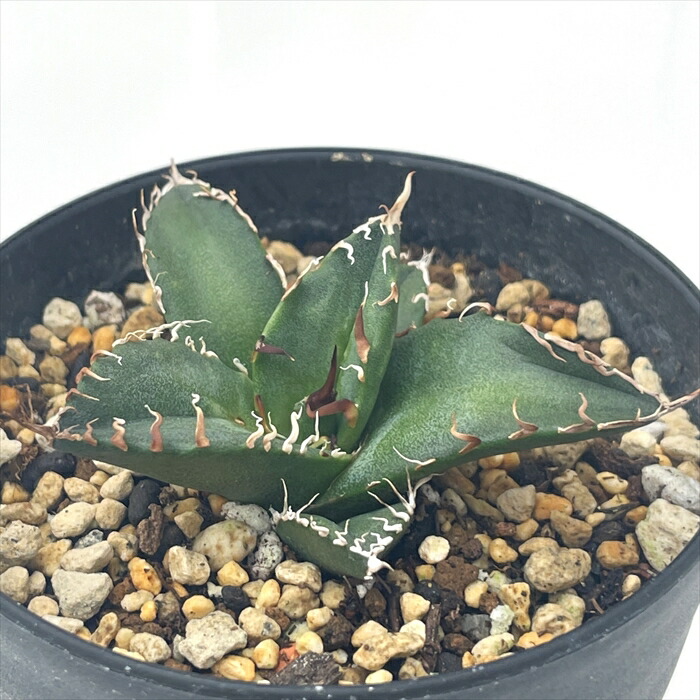 楽天市場】多肉植物 caアガベ フレキシスピナ Agave flexispina 多肉