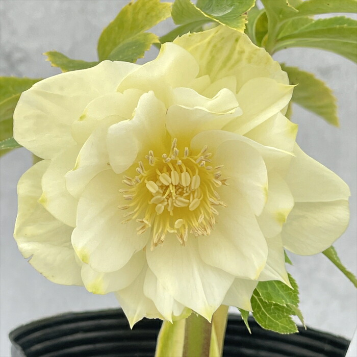 楽天市場】クリスマスローズ ピンクニゲル 広瀬園芸さん 4.5号鉢 送料