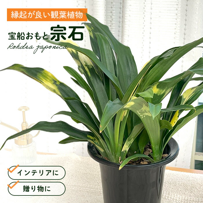 楽天市場】観葉植物 斑入りパキラ ミルキーウェイ 5号鉢 パキラ 送料