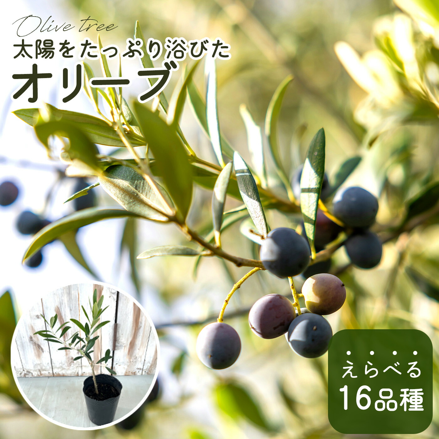 Bohlin1920⑰⑫オリーブの木『ピクアル』『マンザニロ』2苗木セット Bohlin1920⑰⑫オリーブの木『ピクアル』『マンザニロ』2苗木
