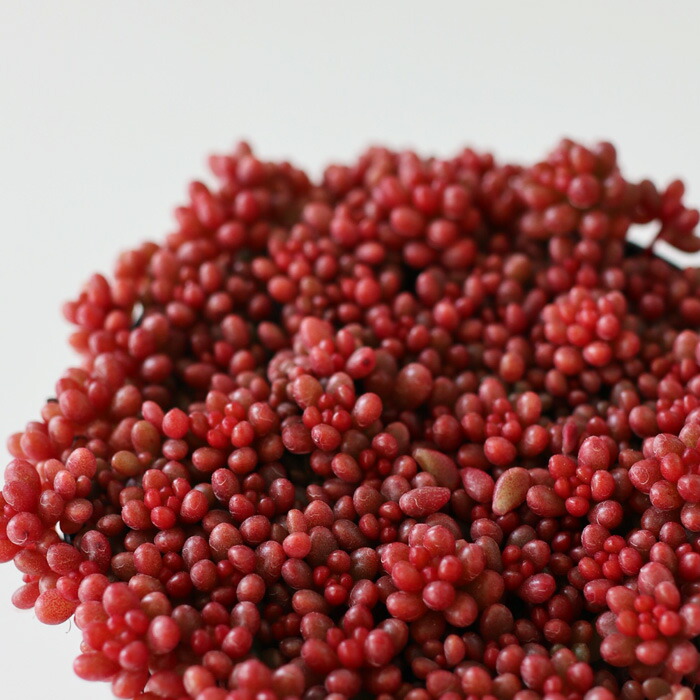 おまとめ中！多肉植物^o^ 葉挿し赤ちゃん全斑！シャンパンライム錦 おまとめ中！多肉植物^o^ 葉挿し赤ちゃん全斑！シャンパンライム錦