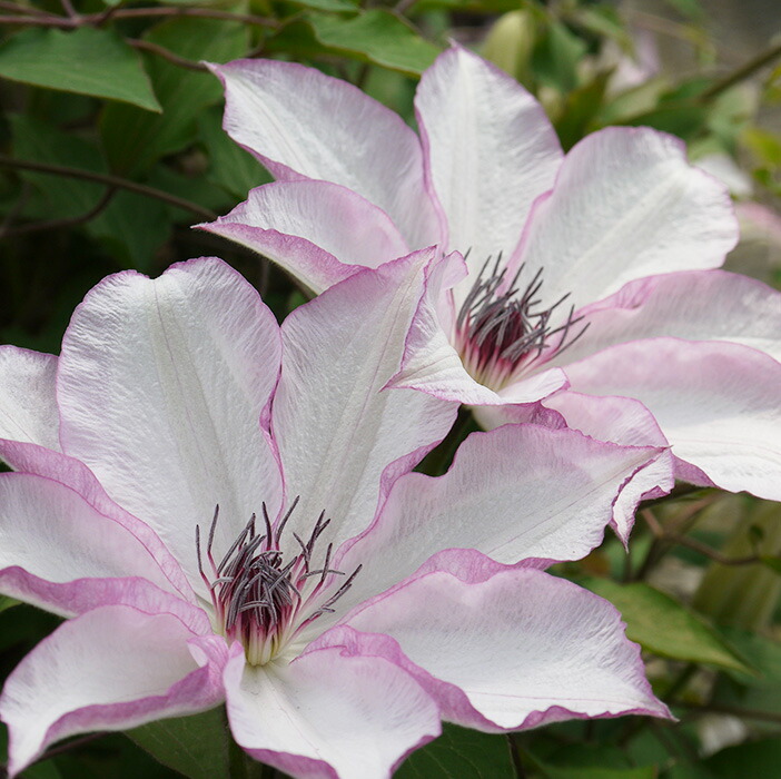 楽天市場】予約販売 クレマチス 苗 アイノール パテンス＆ラヌギノーサ